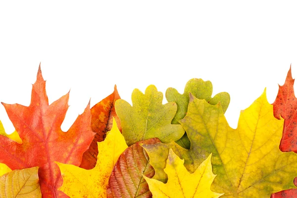 Autumn frame from leaves — Stock Photo, Image