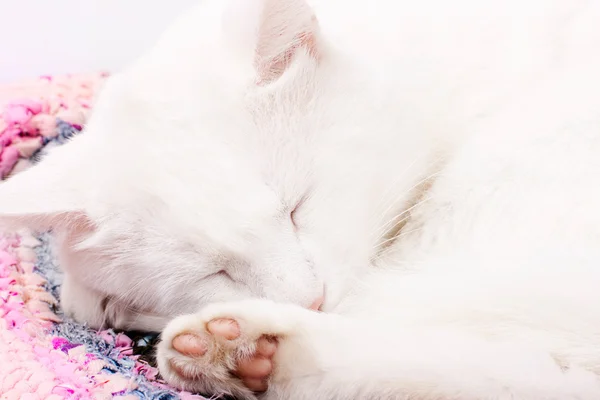 Perfeitamente branco gato dormindo — Fotografia de Stock