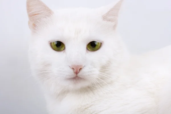Mladá krásná bílá kočka — Stock fotografie