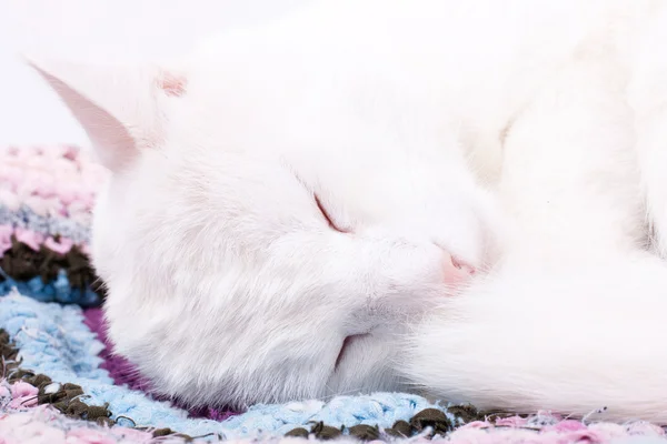 Fullstendig hvit katt som sover – stockfoto