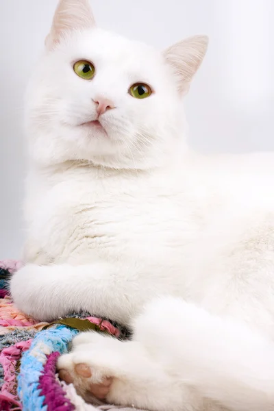 Ung, vakker, hvit katt isolert på hvit bakgrunn – stockfoto