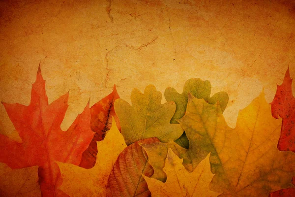 Hojas de otoño sobre un papel viejo — Foto de Stock