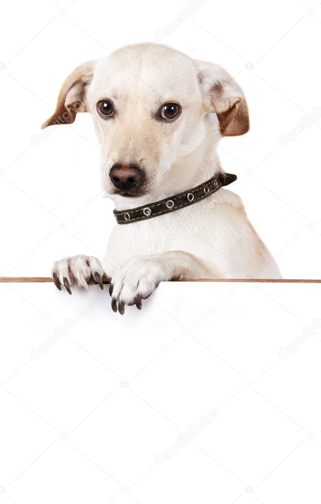 Dog with empty board on white background