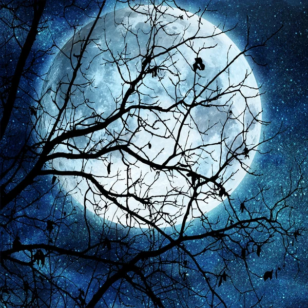 満月に対して木の枝 — ストック写真
