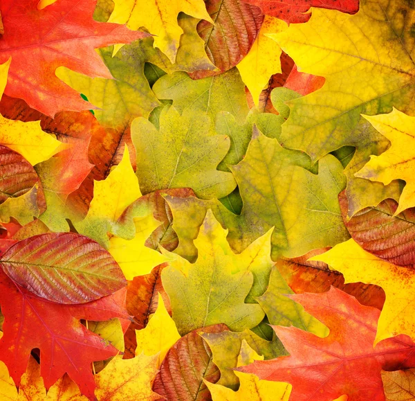 秋天的叶子，可以用作背景 — 图库照片