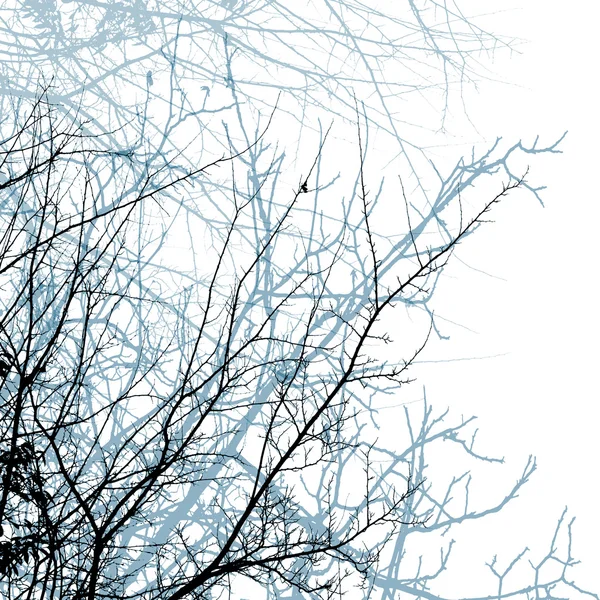 Winter background with trees — Stock Photo, Image