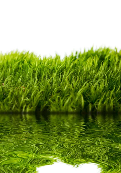 Zelené trávě s vodou na bílém pozadí — Stock fotografie