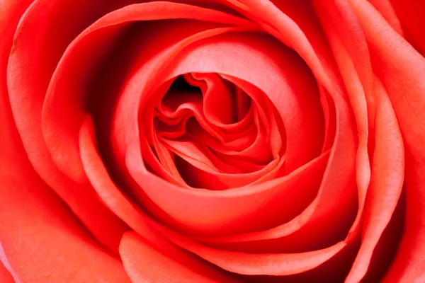 Vacker närbild röd ros — Stockfoto