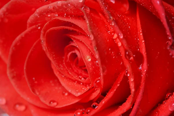 Belo close up rosa vermelha — Fotografia de Stock