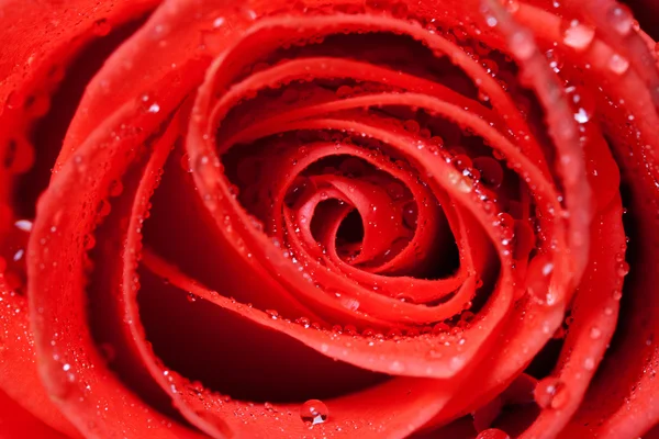 아름다운 붉은 장미 — 스톡 사진