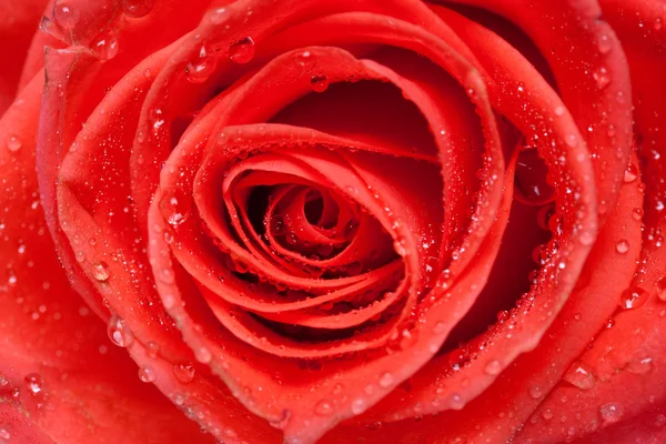 Bella rosa rossa da vicino — Foto Stock