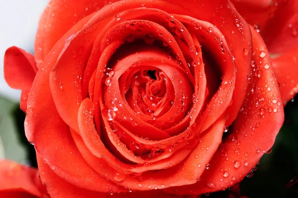 Krásná zblízka červená růže — Stock fotografie