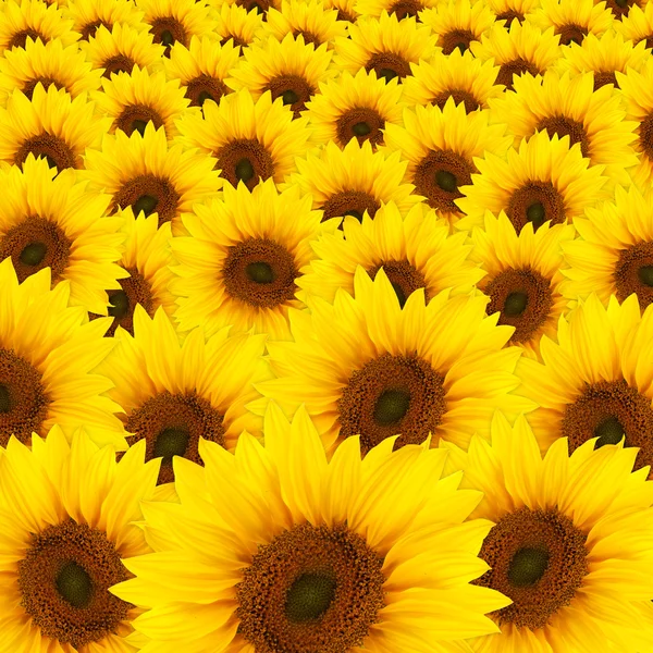 stock image Beautiful yellow Sunflowers