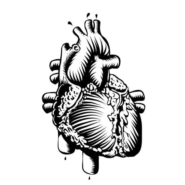 Anatomi hjärta — Stock vektor