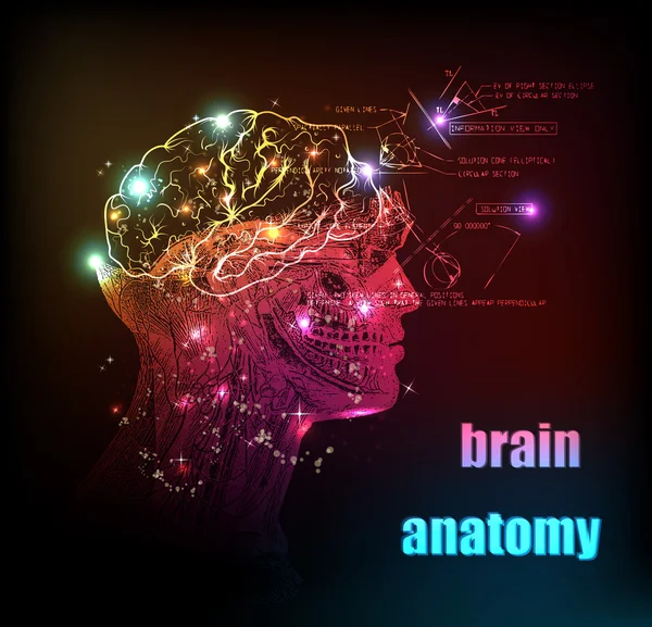 Human brain background — Stock Vector