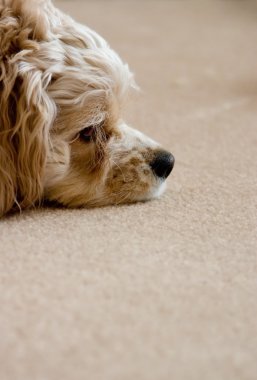 rahatlatıcı köpek