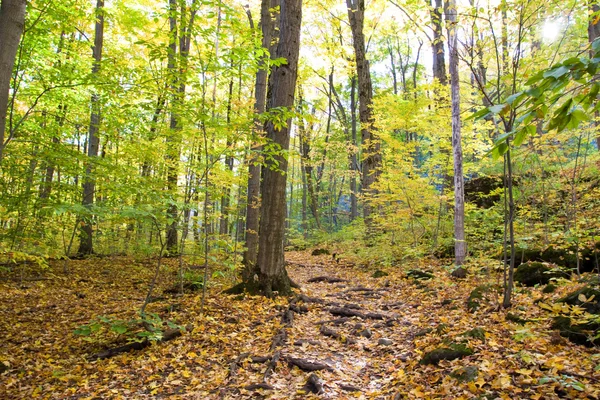 ฤดูใบไม้ร่วงสีในป่า — ภาพถ่ายสต็อก