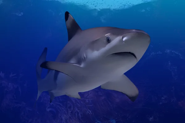 Акула на морських глибинах — стокове фото
