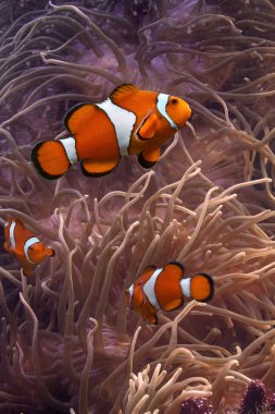 Clownfish - tropical fishes clipart