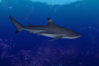 köpek balığı deniz derinlikleri karşı