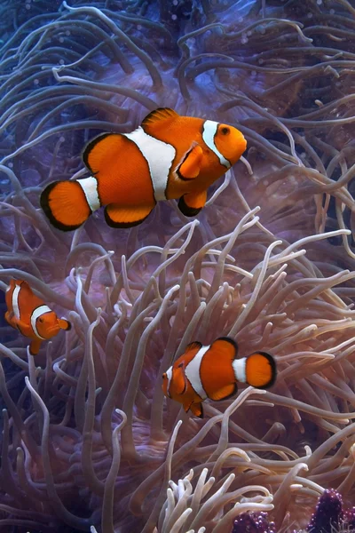 Clownfish - peces tropicales — Foto de Stock