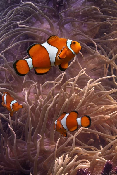 Clownfish - poissons tropicaux — Photo