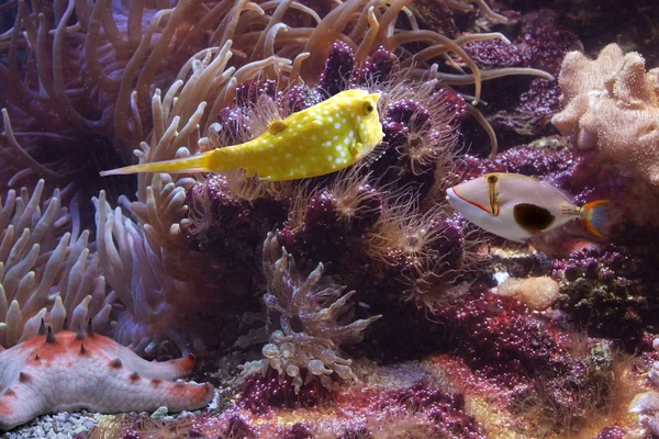 Peixes tropicais — Fotografia de Stock