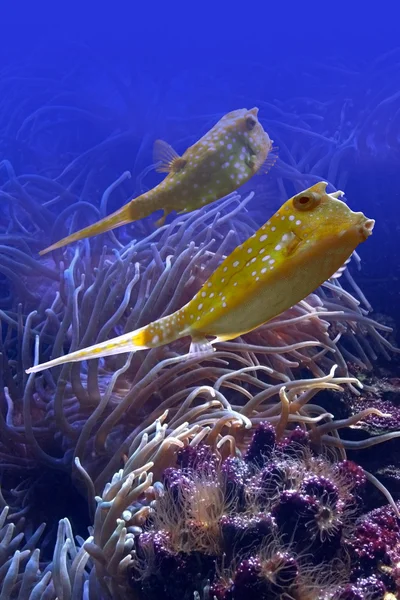 경적 물고기 — 스톡 사진