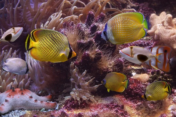 Tropikalne ryby — Zdjęcie stockowe
