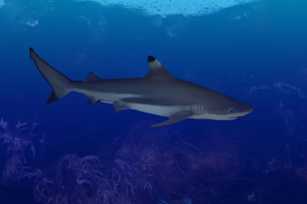 针对海深处的鲨鱼 — 图库照片