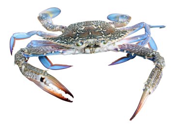 Blue crab clipart