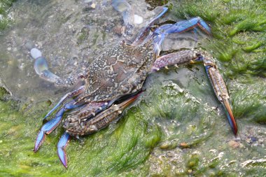 Blue crab against seaweed clipart