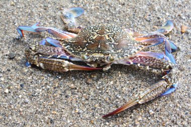 Blue crab against sand clipart