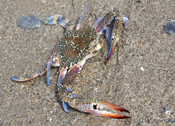 Blue kraba z piasku — Zdjęcie stockowe