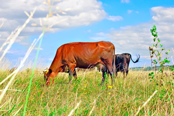 stock image Cow resting on green grass