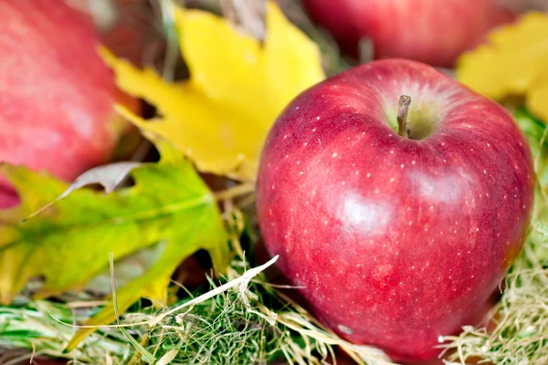 Червоні свіжі яблука з осіннім листям — стокове фото