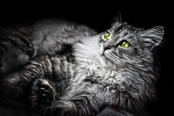 Cabeza de gato — Foto de Stock