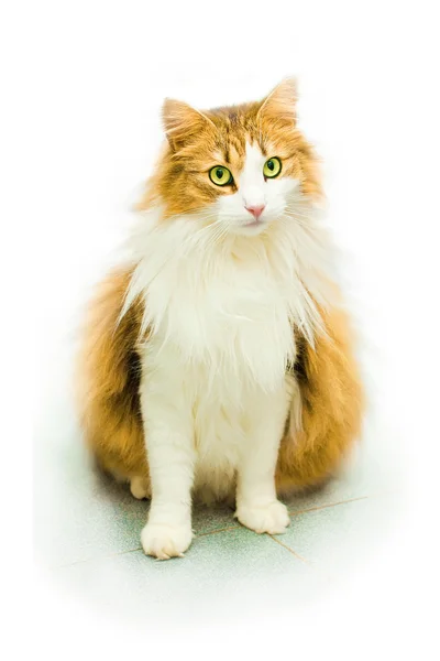 Красная кошка с зелеными глазами — стоковое фото