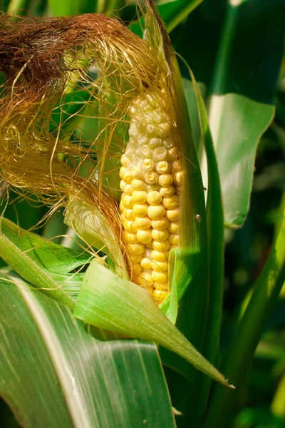 Кукуруза растет в поле Лицензионные Стоковые Изображения