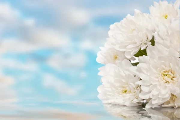 Біле цвітіння квітки — стокове фото