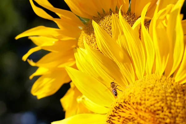 Zonnebloem — Stockfoto