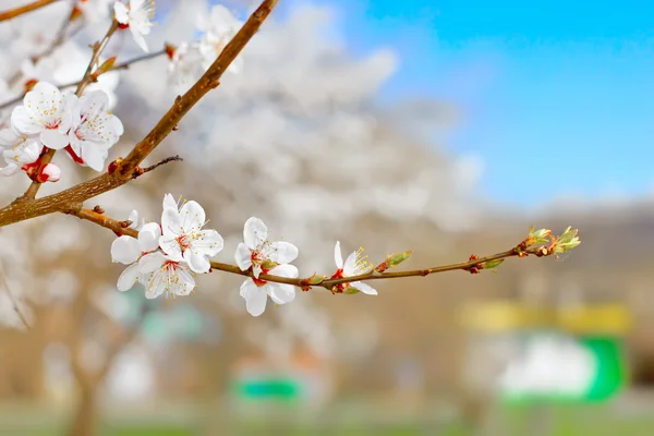 Flor da Primavera — Fotografia de Stock