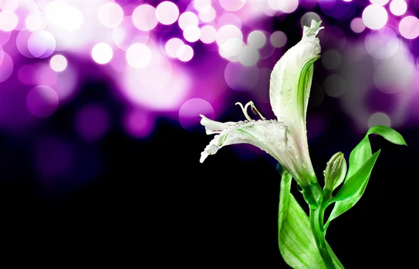 Orquídea fresca blanca — Foto de Stock