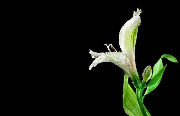 Witte verse orchidee — Stockfoto