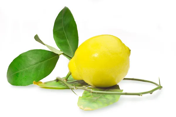 柠檬与枫叶 — 图库照片