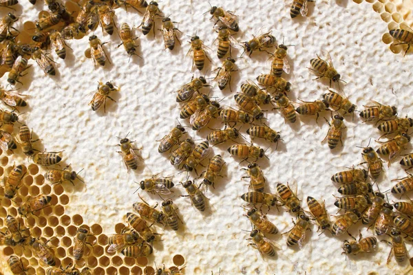 Μέλισσα στην φύση — Φωτογραφία Αρχείου