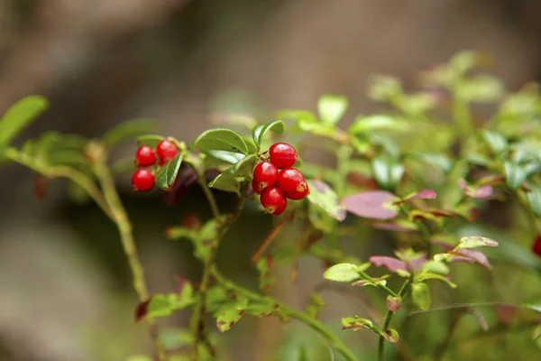 Mirtillo rosso che cresce nel bosco — Foto Stock