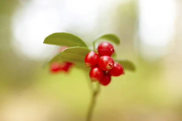 Cranberry growing in the woods — Stock Photo, Image