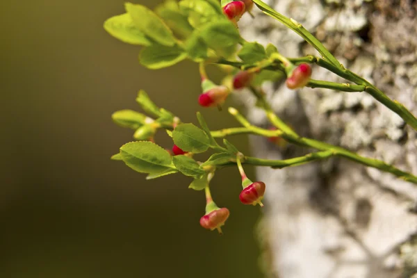 Cranberry growing in the woods — Stock Photo, Image