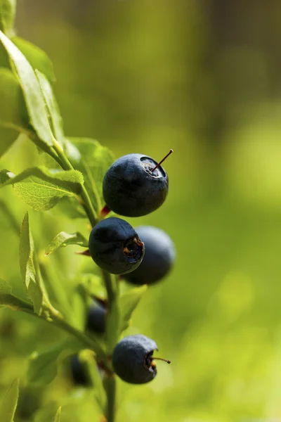Blueberry and forest — Stock Photo, Image